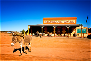 The Wild Donkey's Of Silverton