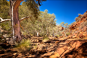 Kings Canyon