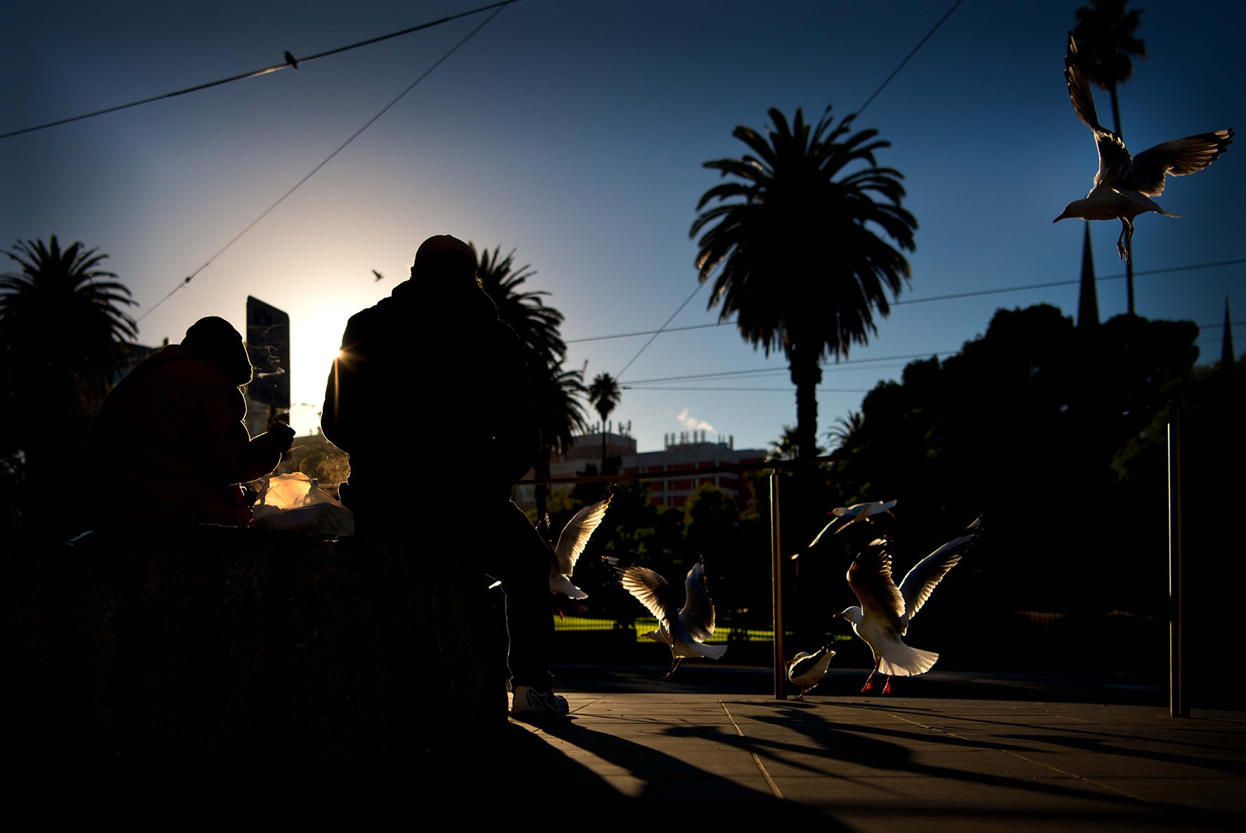 Parliament Feeding Time