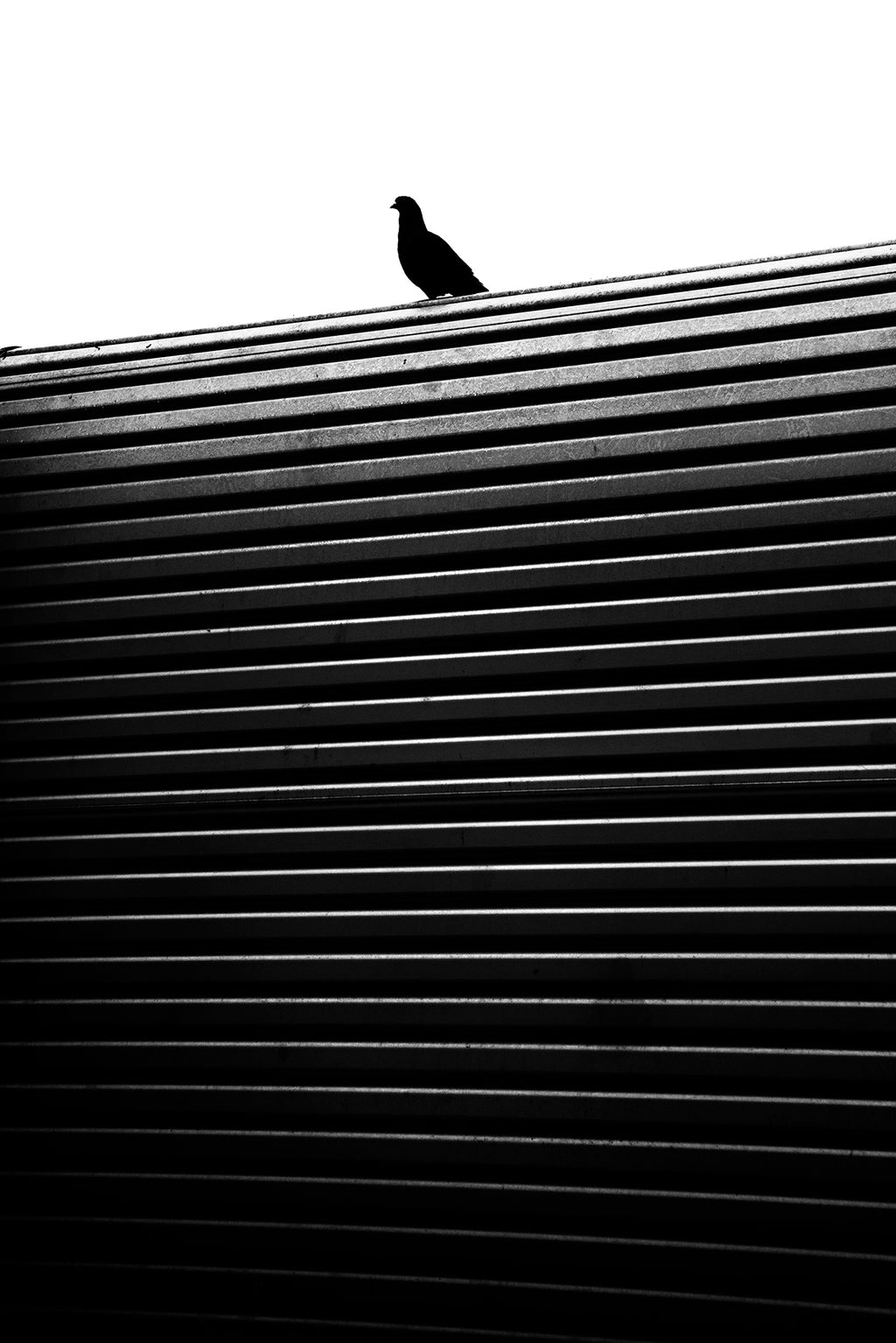 Pigeon on a Box Hill Roll-A-Door